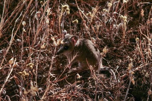 Sminthopsis crassicaudata