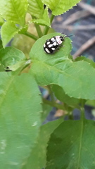 Alagoasa trifasciata