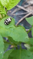 Alagoasa trifasciata