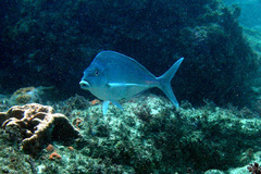 Nemadactylus douglasii