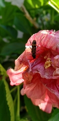 Chlorophorus annularis