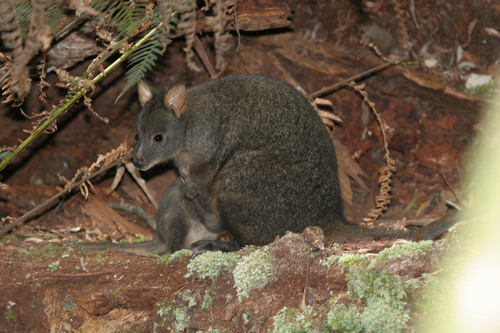 Rufous-bellied Pademelon