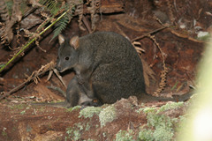 Tasmanian Pademelon photo 3