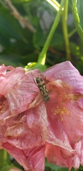 Chlorophorus annularis