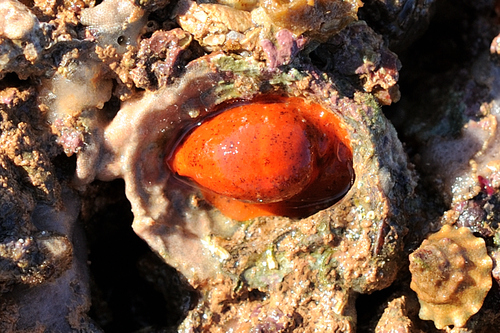 Cypraea lutea observed 2025-10-09