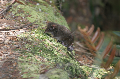 Antechinus swainsonii