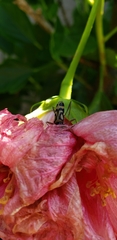 Chlorophorus annularis