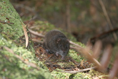 Antechinus swainsonii