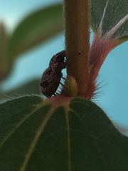 Pantomorus postfasciatus