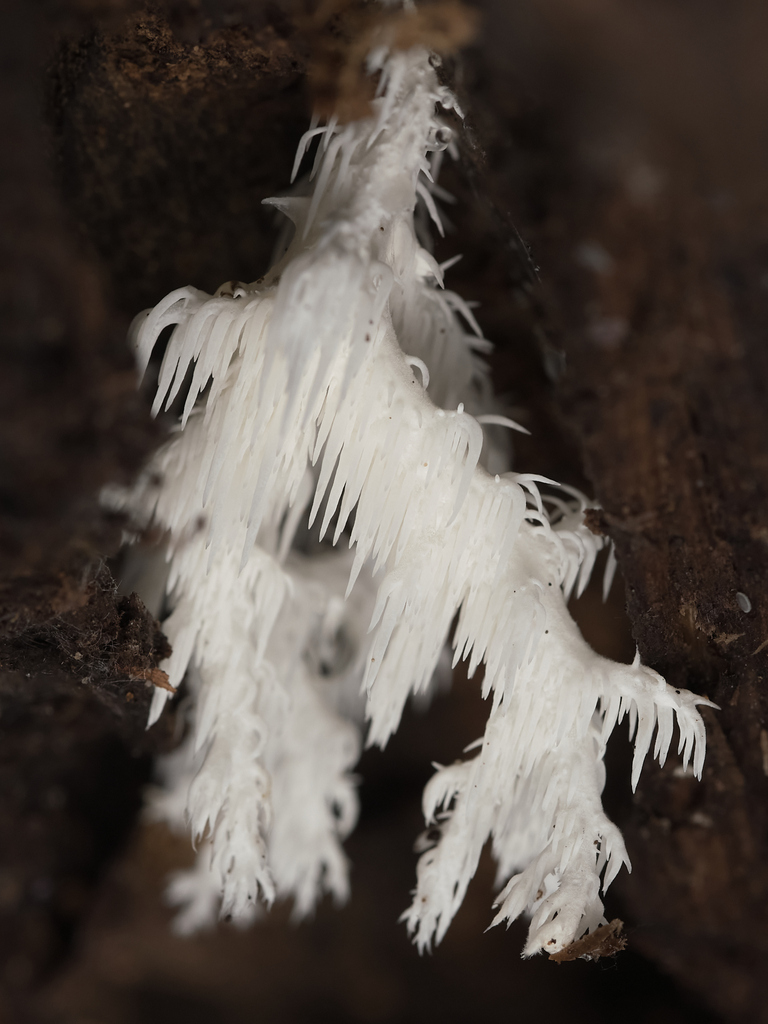 Hericium coralloides · October 2025 · photo: © kueda (iNaturalist, cc0)