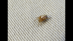 Araneus pratensis