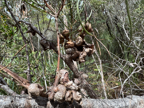 Hakea epiglottis, photograph 5