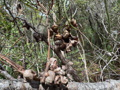 Hakea epiglottis, photograph (c) Caleb Catto, some rights reserved (CC BY)