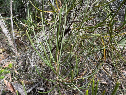 Hakea epiglottis, photograph 6