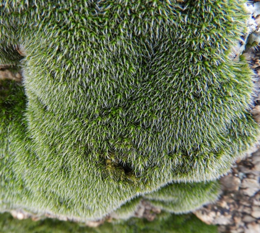 Grimmia vaginulata