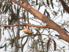 Pardalotus striatus ornatus