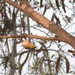 Southeastern Striated Pardalote - Photo (c) dianadavey, some rights reserved (CC BY-NC-ND), uploaded by dianadavey