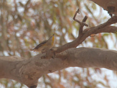 Pardalotus striatus ornatus