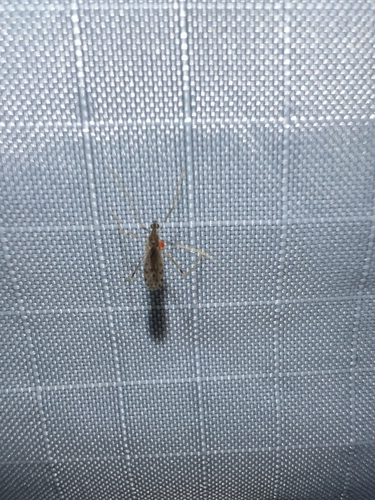Unknown species found near Tamiami Trail E, Naples, FL, US