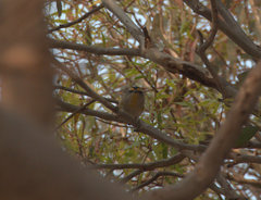 Pardalotus striatus ornatus