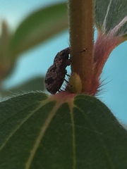 Pantomorus postfasciatus