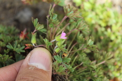 Geranium sibbaldioides elongatum