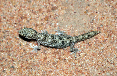 Tesselated Gecko photo 4