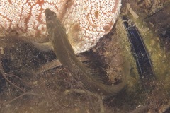 Omobranchus anolius