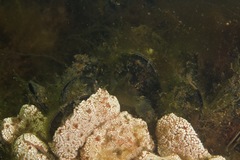 Omobranchus anolius