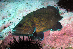 Acanthistius ocellatus