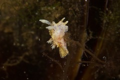 Goniodoris meracula
