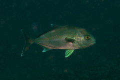 Seriola hippos