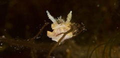 Goniodoris meracula