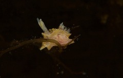 Goniodoris meracula