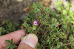 Geranium sibbaldioides elongatum