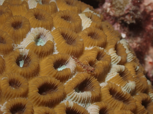 Yellownape triplefin (Enneapterygius flavoccipitis) — Tripterygiidae — 4