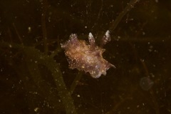 Goniodoris meracula