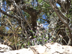 Mostacillastrum subauriculatum