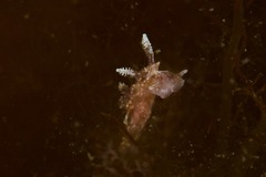 Goniodoris meracula