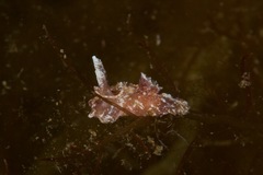 Goniodoris meracula
