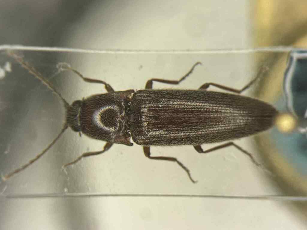 Melanotus testaceus