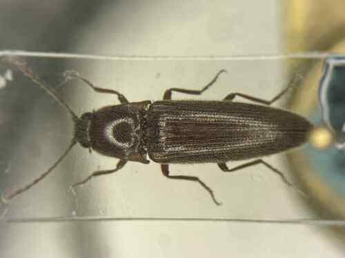 Melanotus testaceus