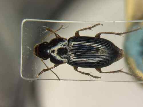 Selenophorus opalinus