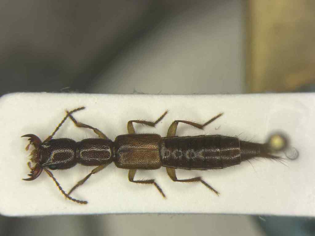 Homaeotarsus badius