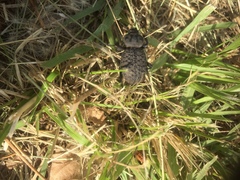 Scotobius pilularius