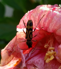 Chlorophorus annularis