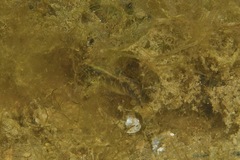 Redigobius macrostoma