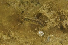Redigobius macrostoma