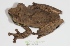 Rhacophorus orlovi