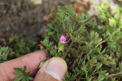 Geranium sibbaldioides elongatum